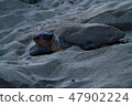 Spawning of sea turtle 47902224