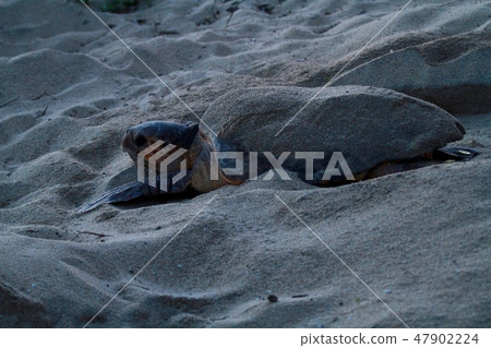 Spawning of sea turtle Spawning of sea turtle 47902224