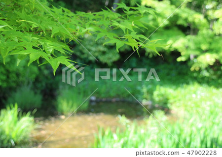 沼澤岸邊的鮮綠色 47902228