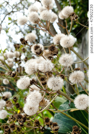 Tsubaki的絨毛 47902230