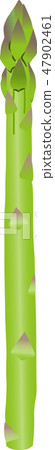 Asparagus Asparagus 47902461