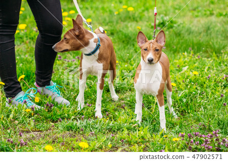 Two beautiful dog Basenji 47902571