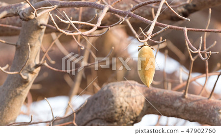 Baobab fruit 47902760