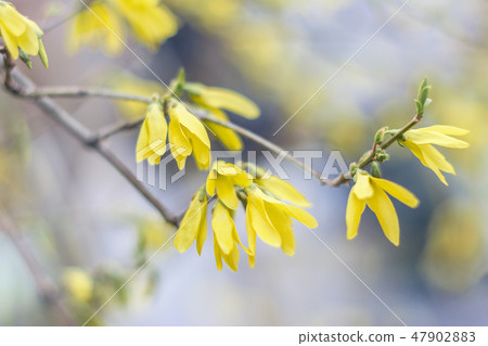 Forsythia flowers in front of blue color. Golden Bell Forsythia flowers in front of blue color. Golden Bell 47902883