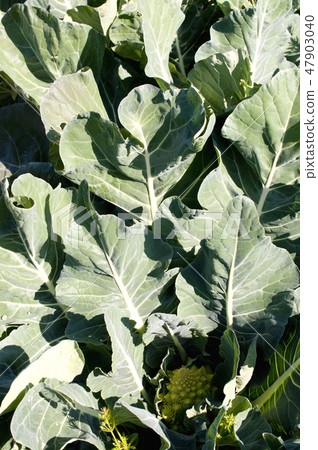 Romanesco field Romanesco field 47903040