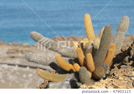 Galapagos Islands (Ecuador) 47903123