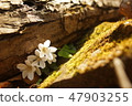 Miyama Kabaki 47903255