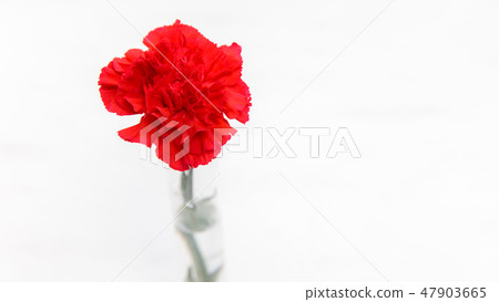 Red carnation present / Mother's Day · Bouquet Red carnation present / Mother's Day · Bouquet 47903665