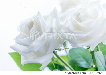 White roses gift 47903923