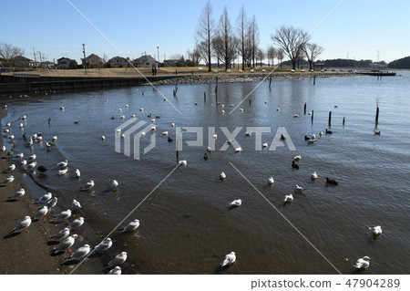 Scenery with waterfowl floating on the surface 47904289