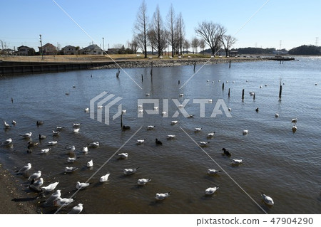 Scenery with waterfowl floating on the surface 47904290