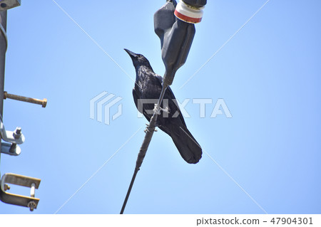 Ladybird glass 47904301