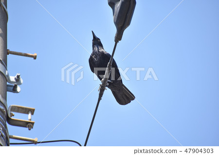 Ladybird glass 47904303