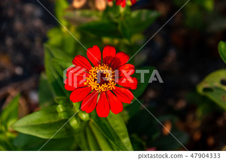 Cosmos sulphureus in nature Cosmos sulphureus in nature 47904333
