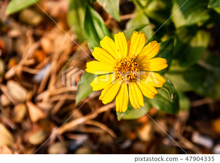 Cosmos sulphureus in nature Cosmos sulphureus in nature 47904335
