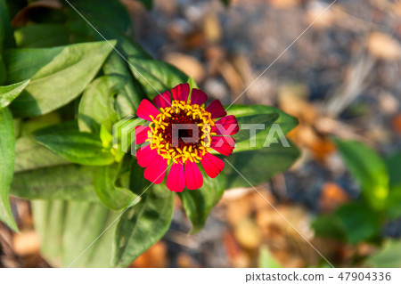 Cosmos sulphureus in nature Cosmos sulphureus in nature 47904336