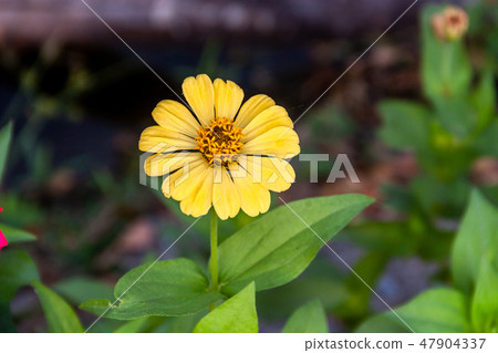 Cosmos sulphureus in nature Cosmos sulphureus in nature 47904337