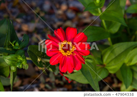 Cosmos sulphureus in nature Cosmos sulphureus in nature 47904338