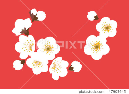 White plum White plum 47905645