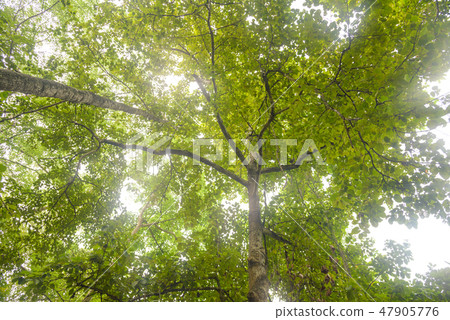 Look up under trees with sunlight 47905776