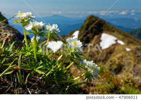Mt. Tanigawa · Tiger's ears and flowers of Hakusanwichige 47906011