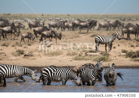 Tanzania Serengeti National Park Zebras and a group of gnu Tanzania Serengeti National Park Zebras and a group of gnu 47906108