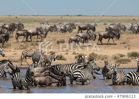 Tanzania Serengeti National Park Zebras and a group of gnu Tanzania Serengeti National Park Zebras and a group of gnu 47906113