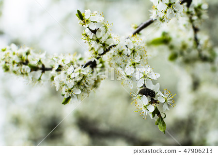 Cherry tree branch in spring blossom close-up. soft selective focus. Flowers blooming at rainy Cherry tree branch in spring blossom close-up. soft selective focus. Flowers blooming at rainy 47906213