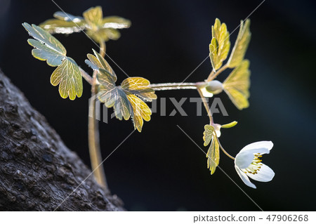 Blooming wildflowers when spring comes Blooming wildflowers when spring comes 47906268