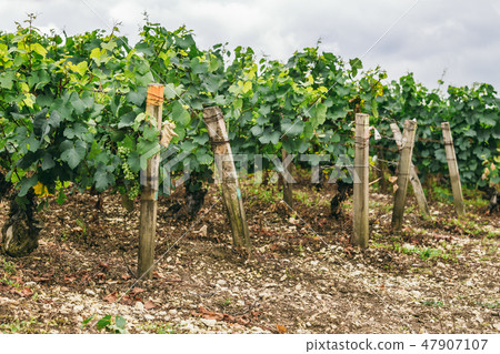 Many grape grow 47907107