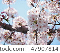 Cherry Blossoms	 47907814