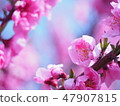 Cherry Blossoms	 47907815