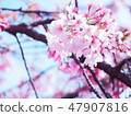 Cherry Blossoms	 47907816