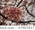 Cherry Blossoms	 47907817