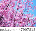 Cherry Blossoms	 47907818