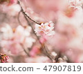 Cherry Blossoms	 47907819
