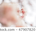 Cherry Blossoms	 47907820
