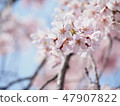 Cherry Blossoms	 47907822