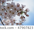 Cherry Blossoms	 47907823