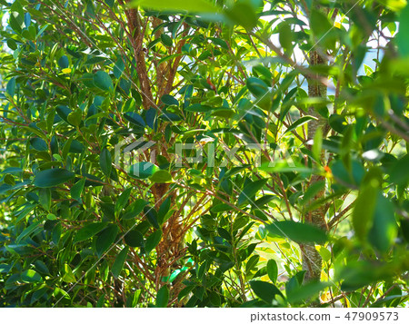Green tree and leaves background. Green tree and leaves background. 47909573