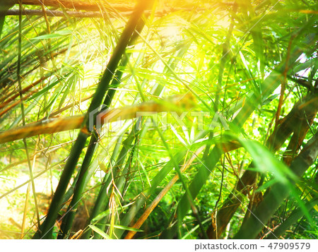 Beautiful green bamboo forest with sunlight. Beautiful green bamboo forest with sunlight. 47909579
