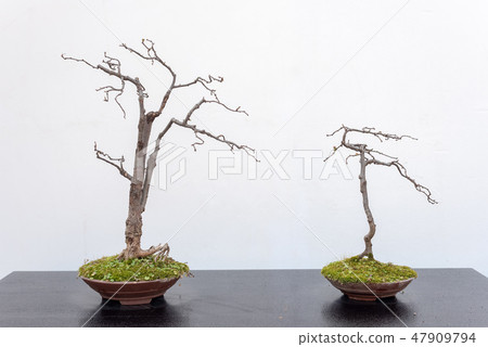 Two bonsai trees against white wall 47909794