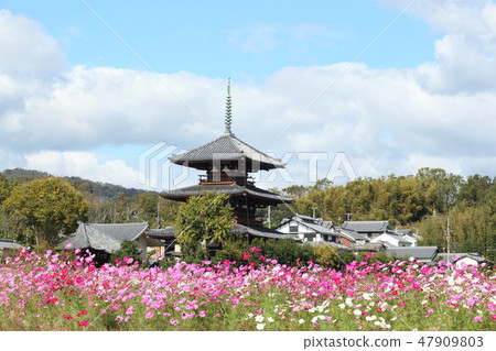蓮花領域和宇宙領域 蓮花領域和宇宙領域 47909803