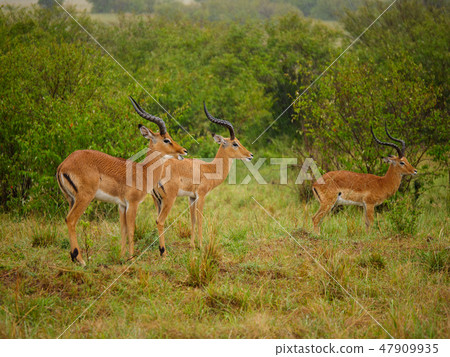 Generuks in Masai Mara park, Kenya Generuks in Masai Mara park, Kenya 47909935