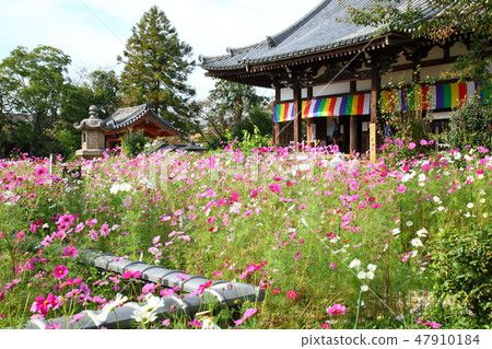 Cosmos of Wenji Temple 47910184