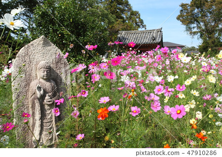 Cosmos of Wenji Temple Cosmos of Wenji Temple 47910286