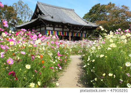 文寺的宇宙 47910291