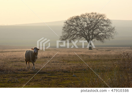 One sheep on field 47910386