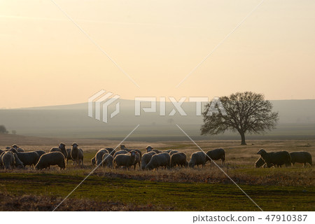 Sheeps near an oak tree 47910387