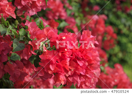 Flower blooming in Chichijima - red bougainvillea Flower blooming in Chichijima - red bougainvillea 47910524
